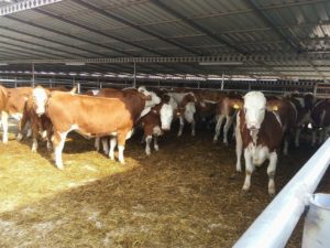 yerli ette karaborsa